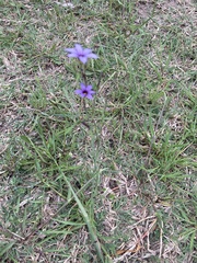 Sisyrinchium platense