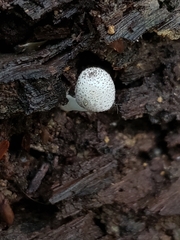 Lepiota phaeosticta