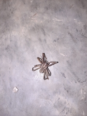 Arachnida