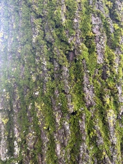 Nyholmiella obtusifolia