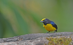 Euphonia xanthogaster