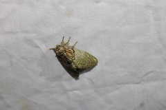 Peridea basitriens