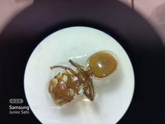 Cephalotes clypeatus