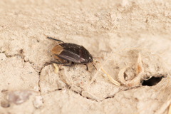 Geotomini