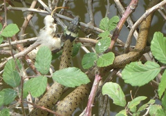 Natrix astreptophora