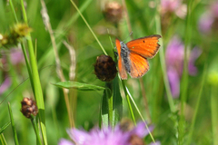Lycaena hippothoe