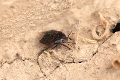 Geotomini