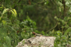 Sceloporus serrifer
