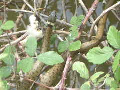 Natrix astreptophora