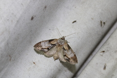 Dasylophia thyatiroides