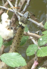 Natrix astreptophora