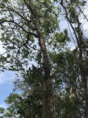 Paubrasilia echinata