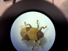 Rhinochenus stigma