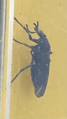 Dilophus orbatus