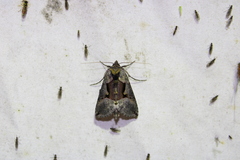Autographa ampla