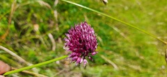 Allium sphaerocephalon