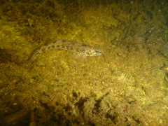 Etheostoma nigrum