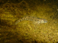 Etheostoma nigrum