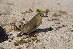 Certhidea fusca