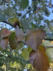 Davidia involucrata