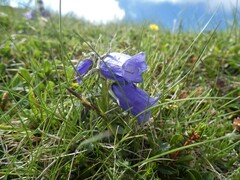 Campanula alpina