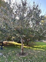 Davidia involucrata