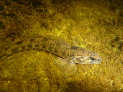 Etheostoma nigrum