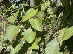 Aristolochia tomentosa