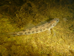 Etheostoma nigrum