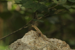 Anolis rodriguezii