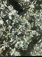 Eriogonum pondii