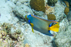 Holacanthus ciliaris