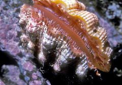 Bractechlamys nodulifera