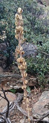 Asphodelus