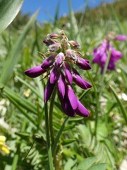 Hedysarum hedysaroides