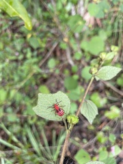 Dysdercus suturellus