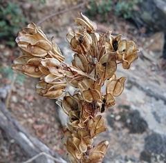 Asphodelus
