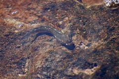 Istiblennius zebra