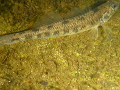 Etheostoma nigrum