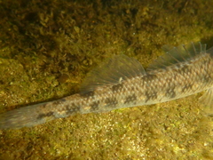 Etheostoma nigrum
