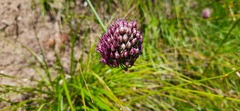 Allium sphaerocephalon
