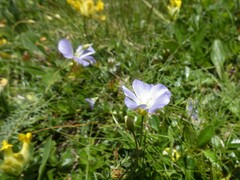 Linum alpinum