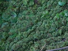 Azolla filiculoides
