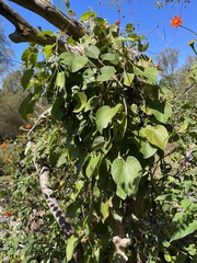 Aristolochia tomentosa