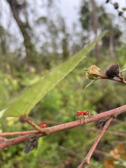 Dysdercus suturellus