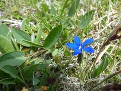 Gentiana bavarica bavarica