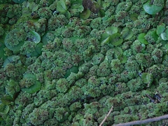 Azolla filiculoides