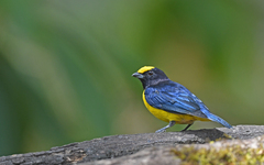 Euphonia xanthogaster