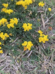 Lotus tenuis