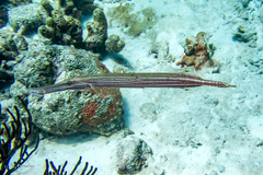 Aulostomus maculatus